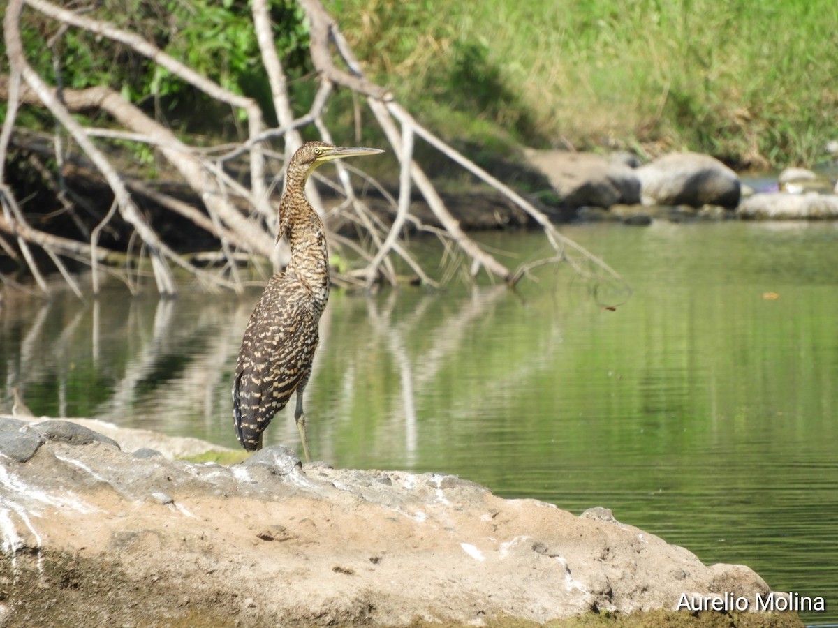 Bare-throated Tiger-Heron - ML645811048