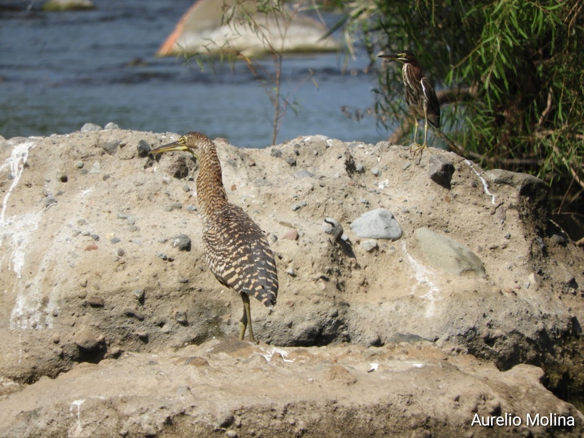 Bare-throated Tiger-Heron - ML645811049