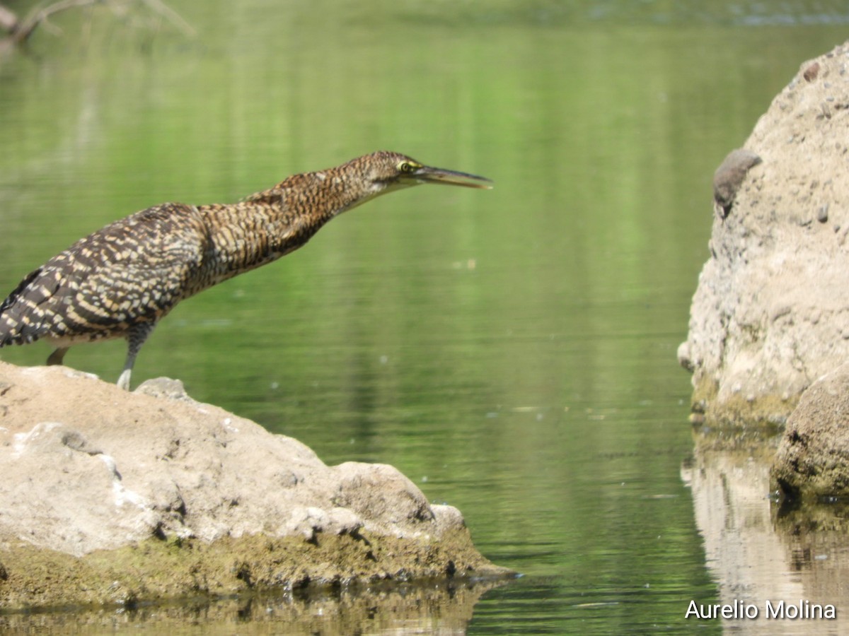 Bare-throated Tiger-Heron - ML645811050