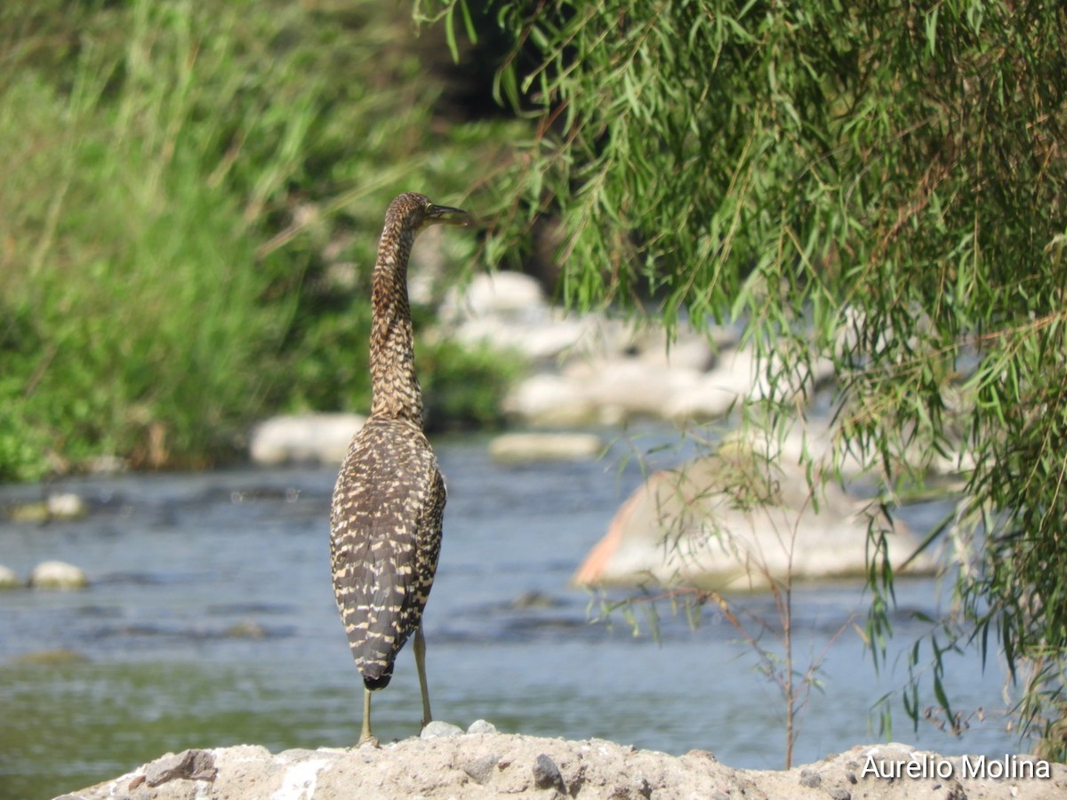 Bare-throated Tiger-Heron - ML645811051