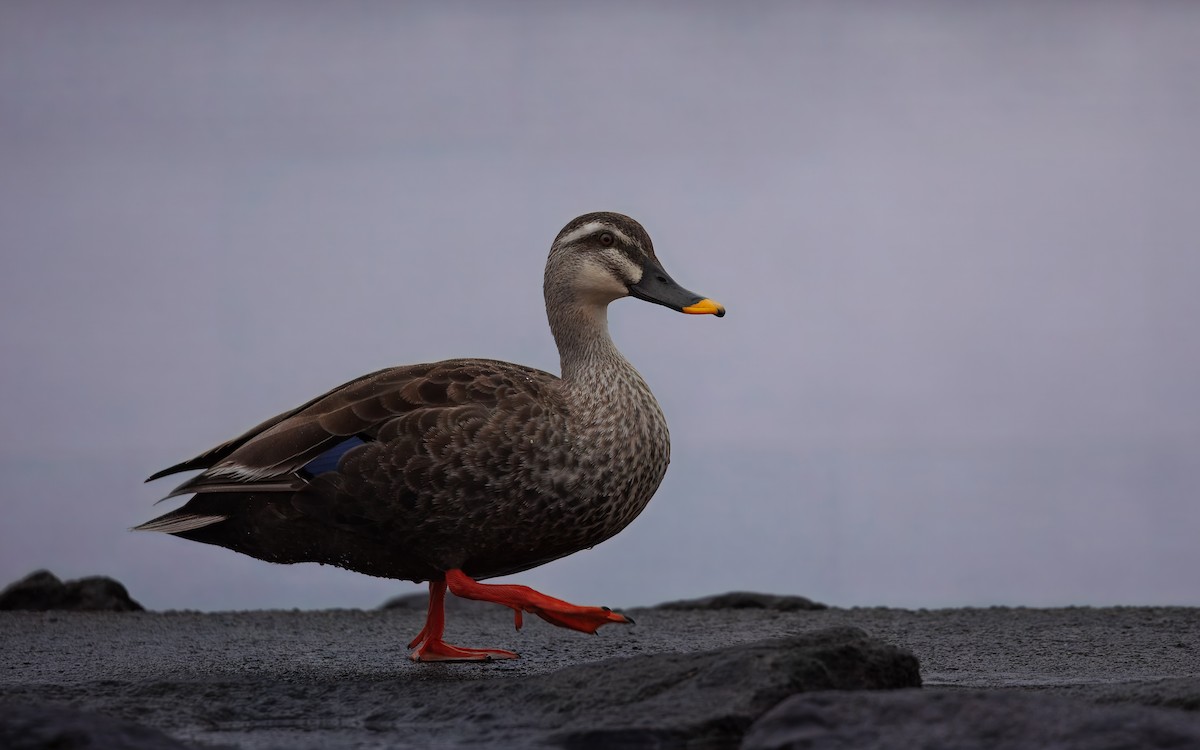 Eastern Spot-billed Duck - ML645811053