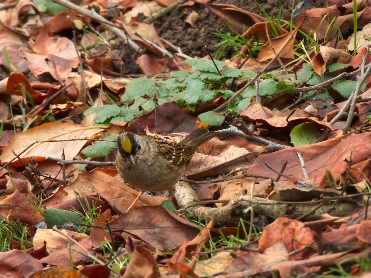 Golden-crowned Sparrow - ML645811060