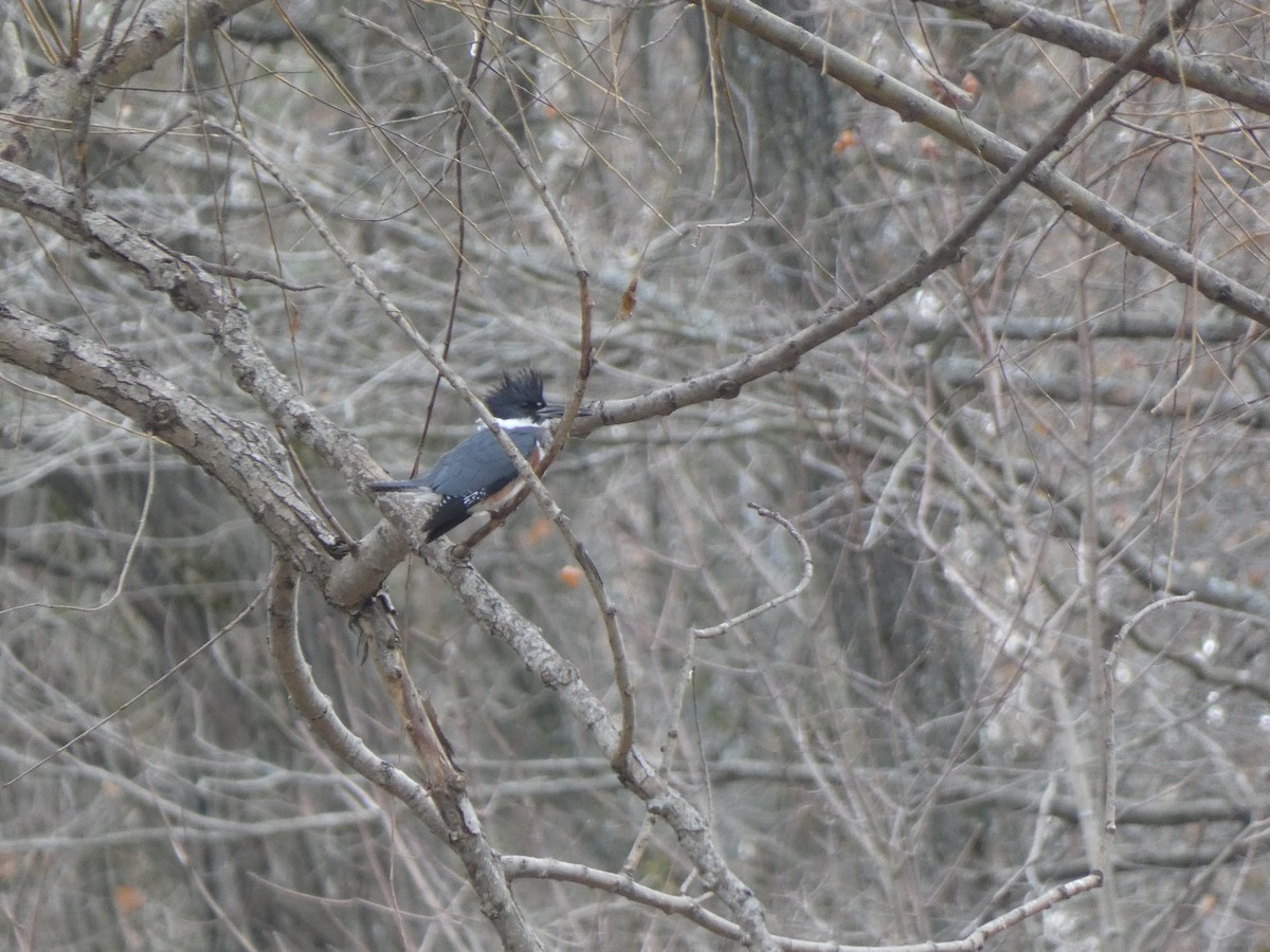 rybařík pruhoprsý - ML645811062