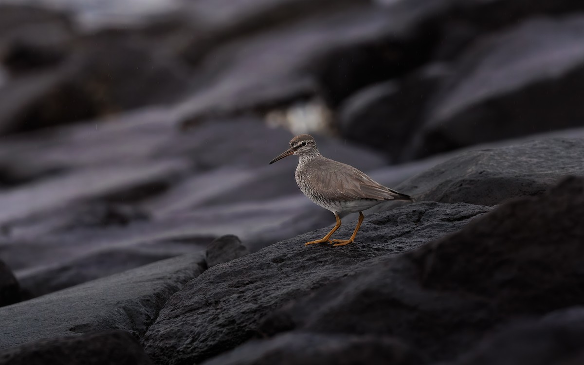 Gri Sırtlı Düdükçün - ML645811063