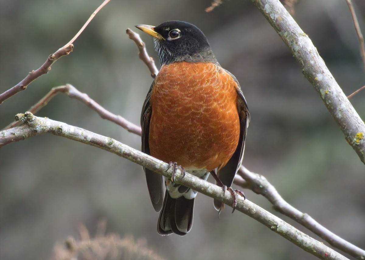 American Robin - ML645811066