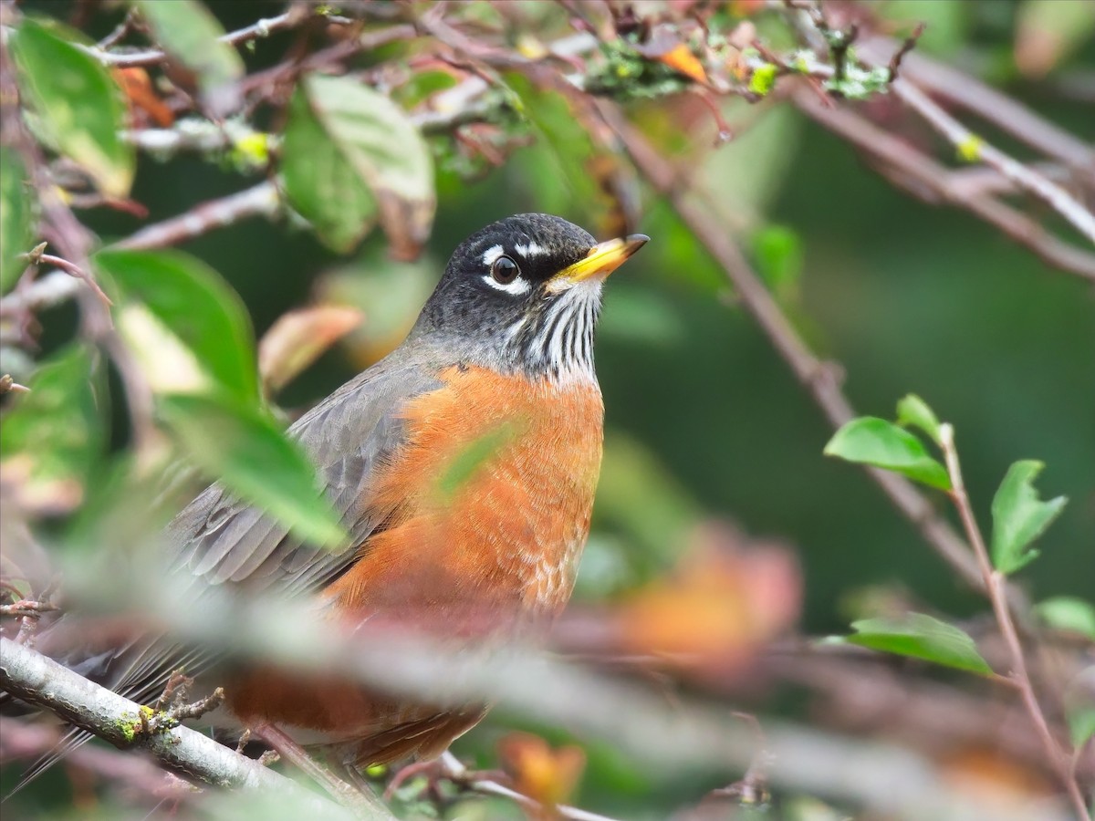 American Robin - ML645811067