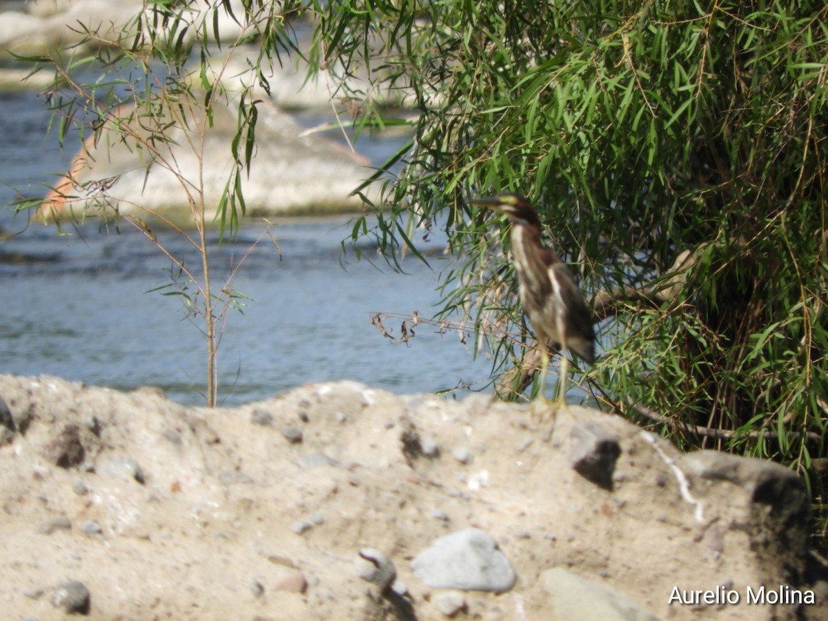 Green Heron - ML645811070