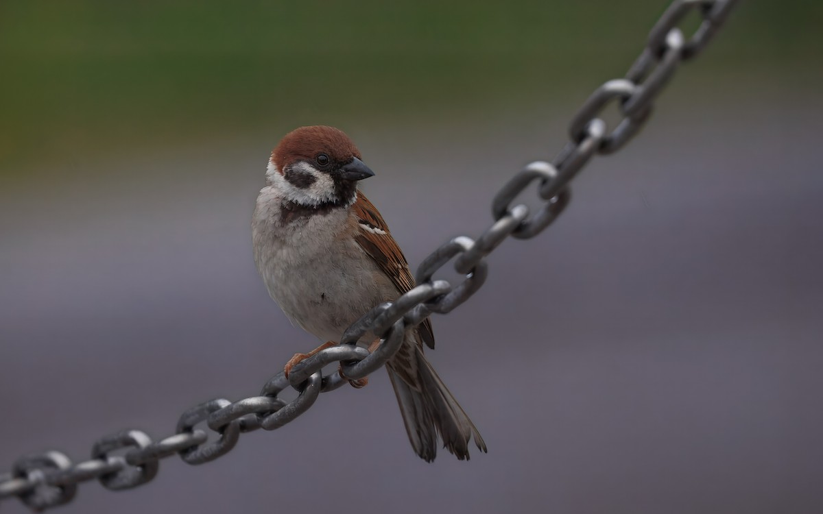 Ağaç Serçesi - ML645811080