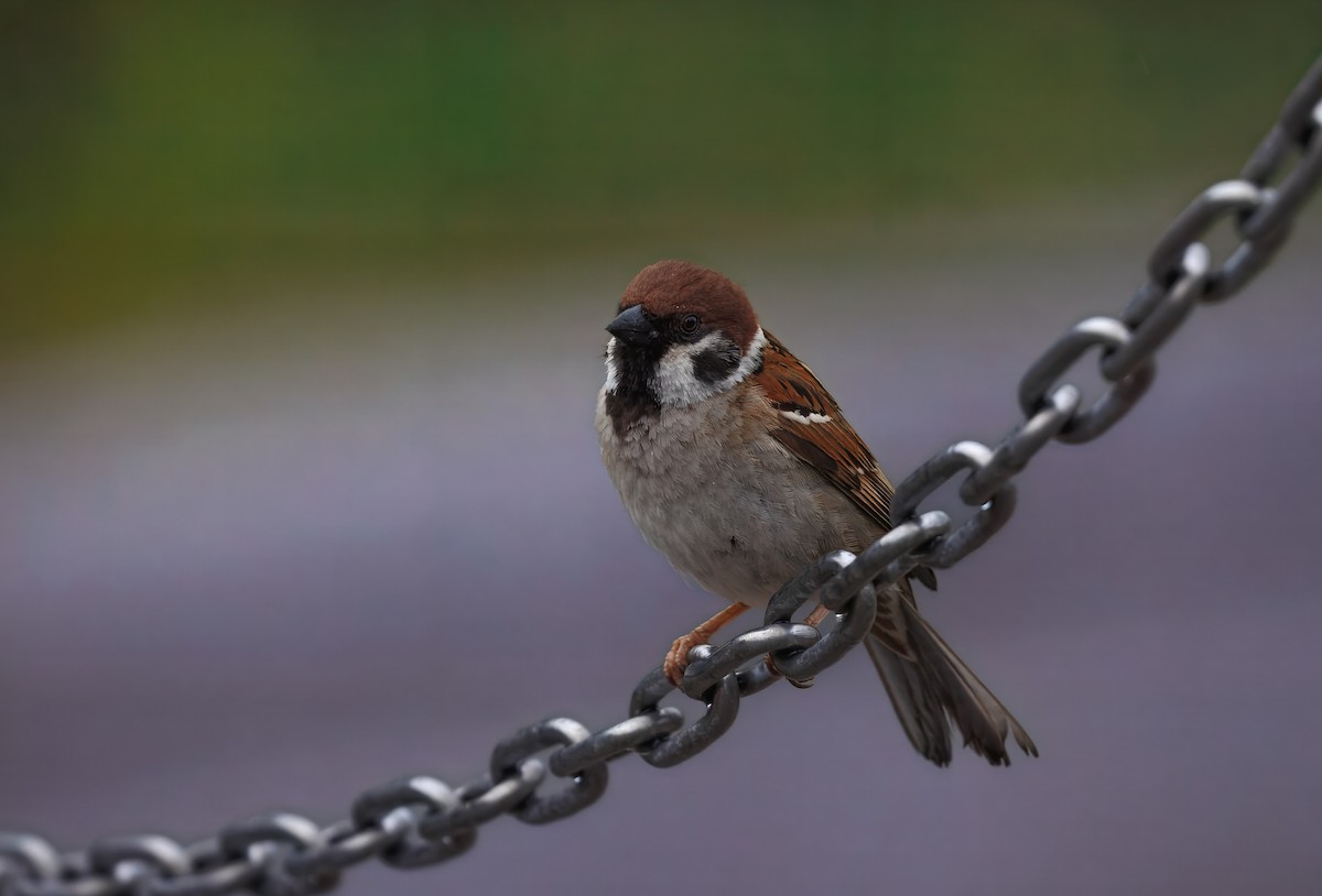 Ağaç Serçesi - ML645811081