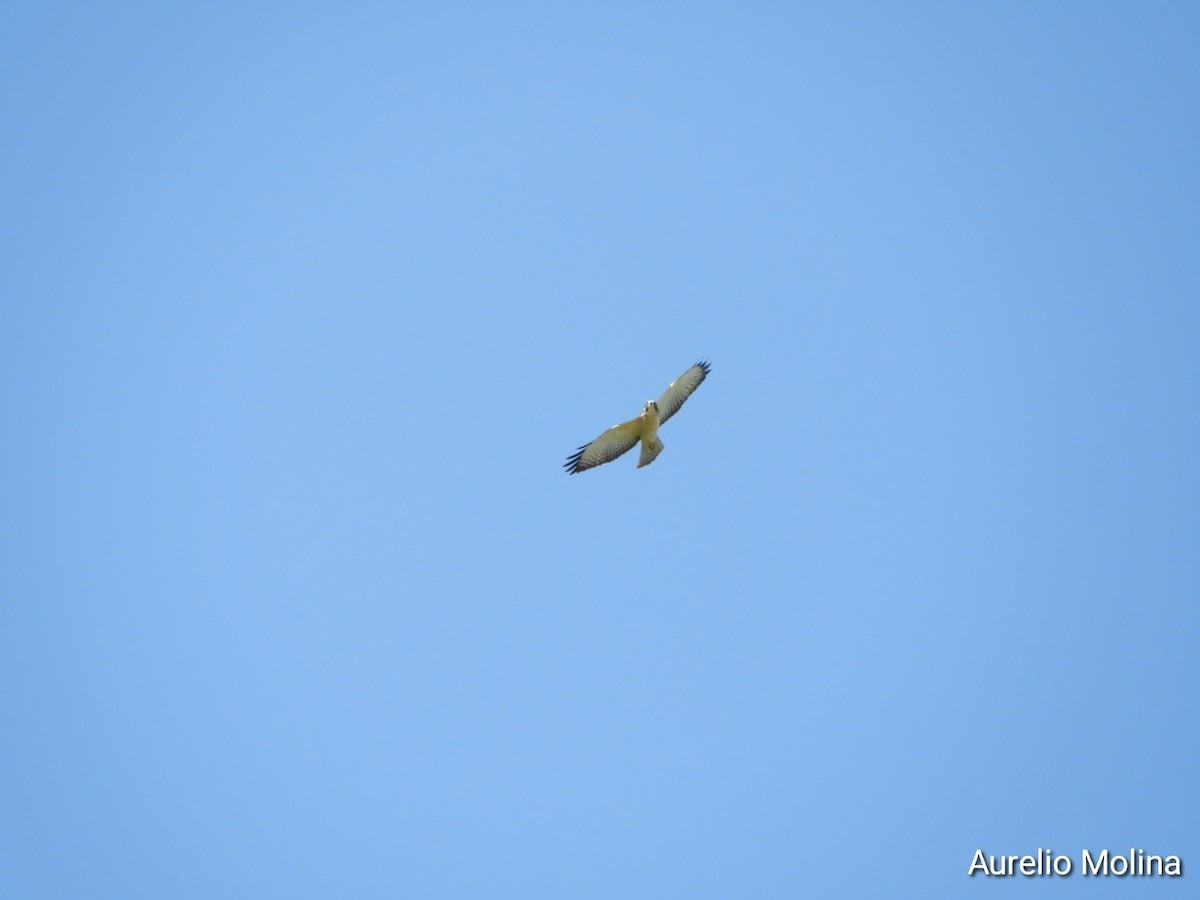 Short-tailed Hawk - ML645811082