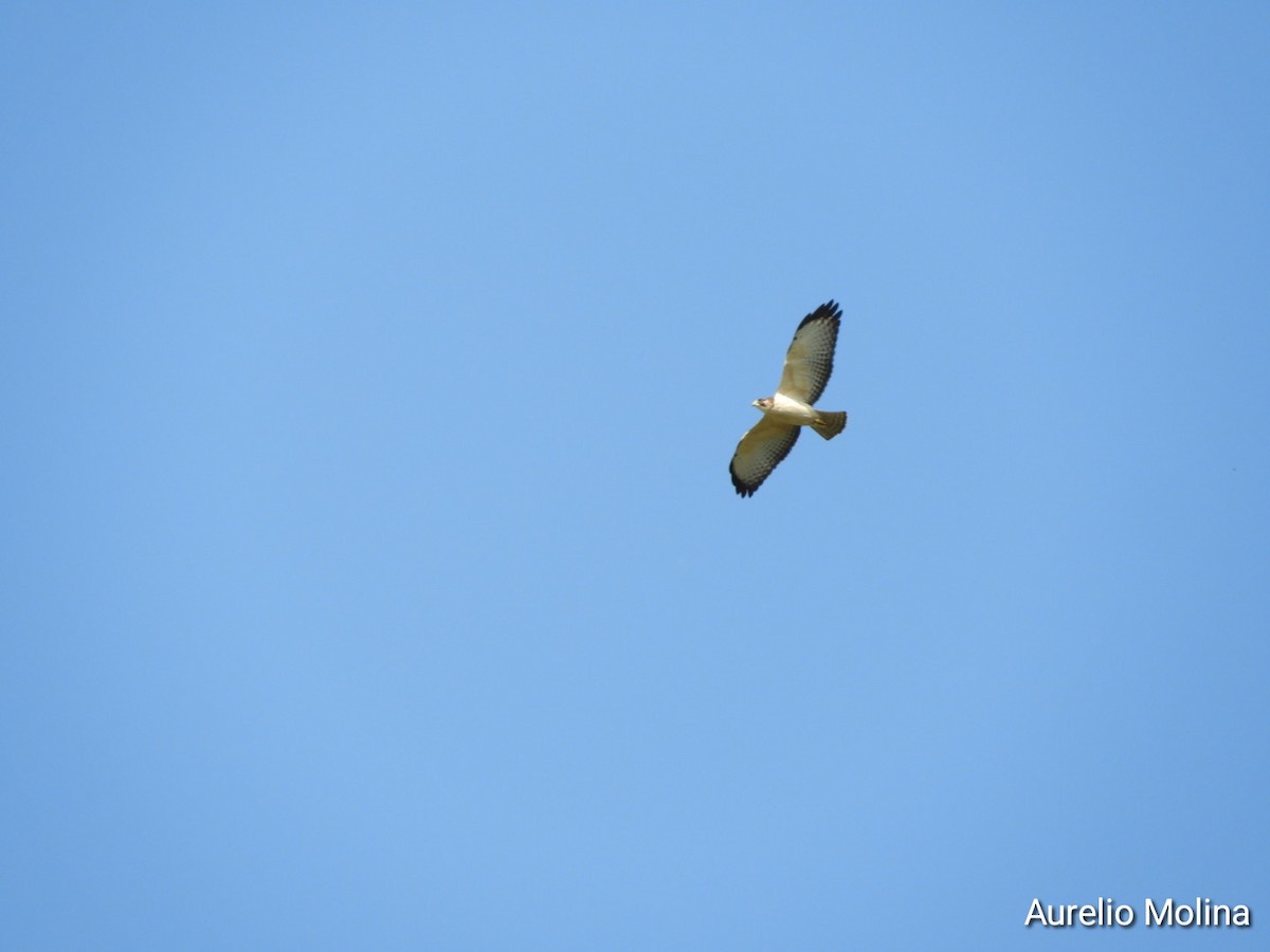 Short-tailed Hawk - ML645811084