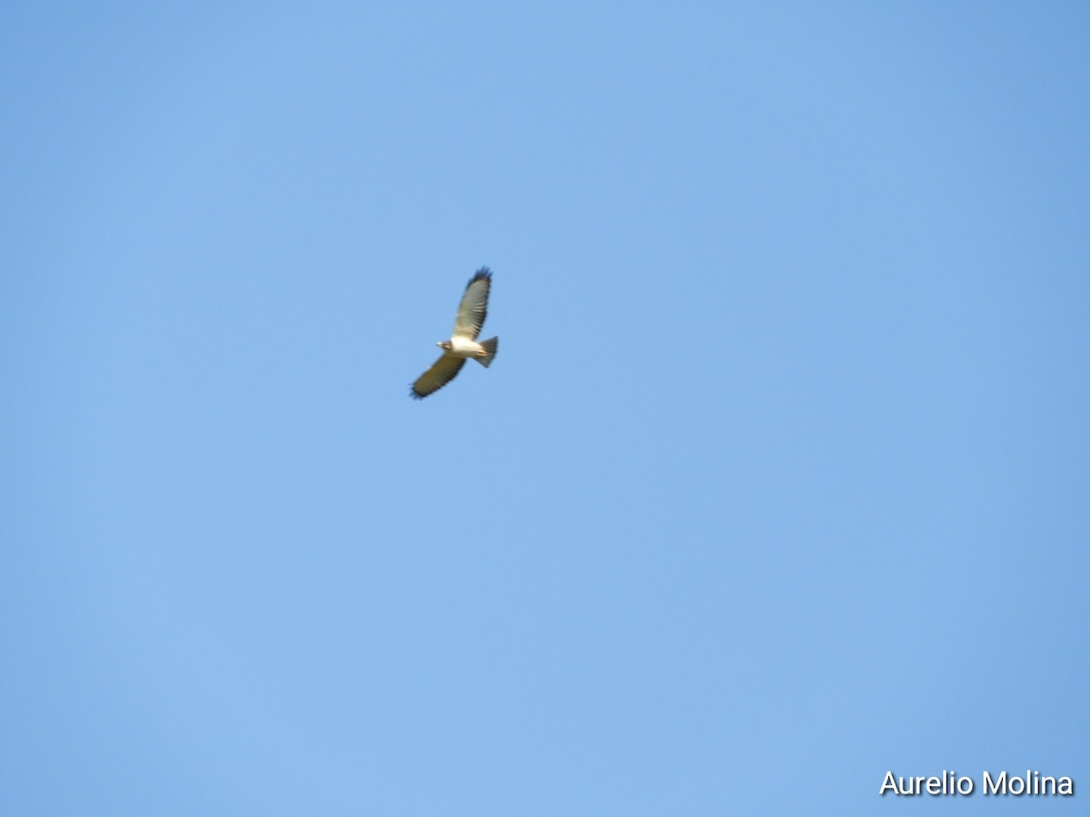 Short-tailed Hawk - ML645811085