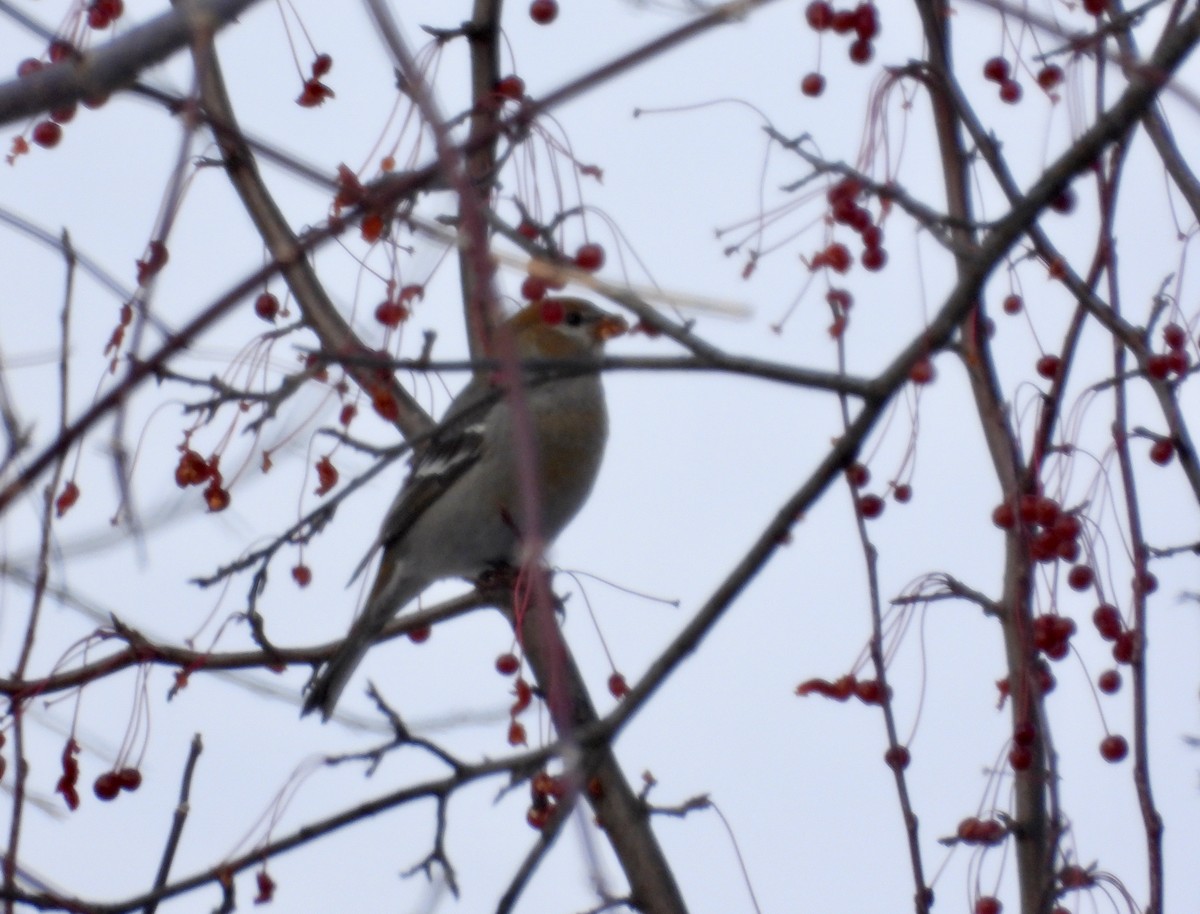 ギンザンマシコ - ML645811091