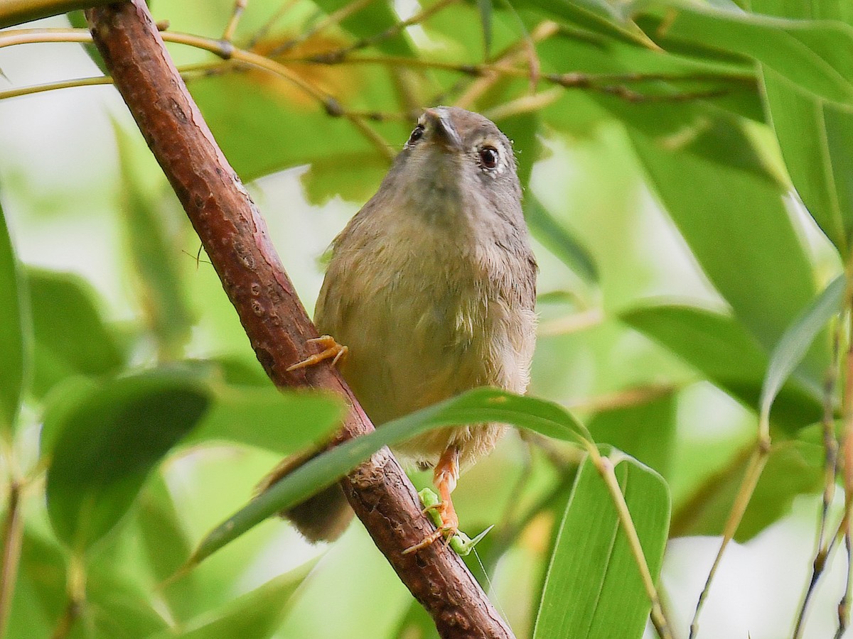 メジロチメドリ - ML645811096