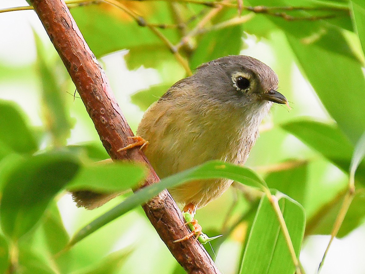 メジロチメドリ - ML645811097