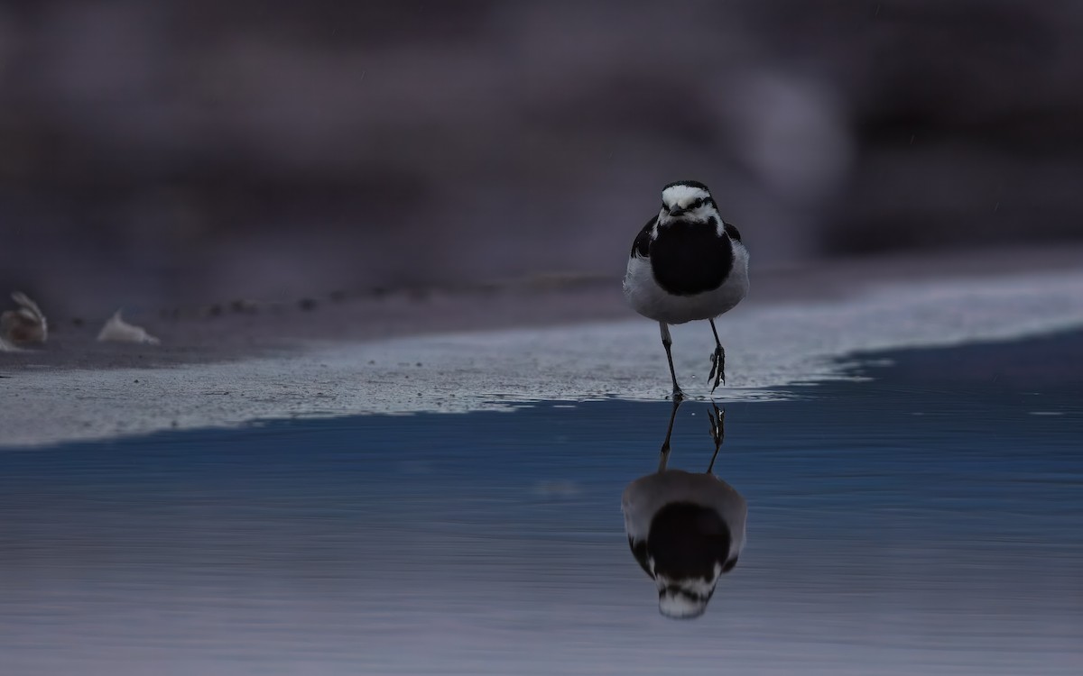 White Wagtail - ML645811105