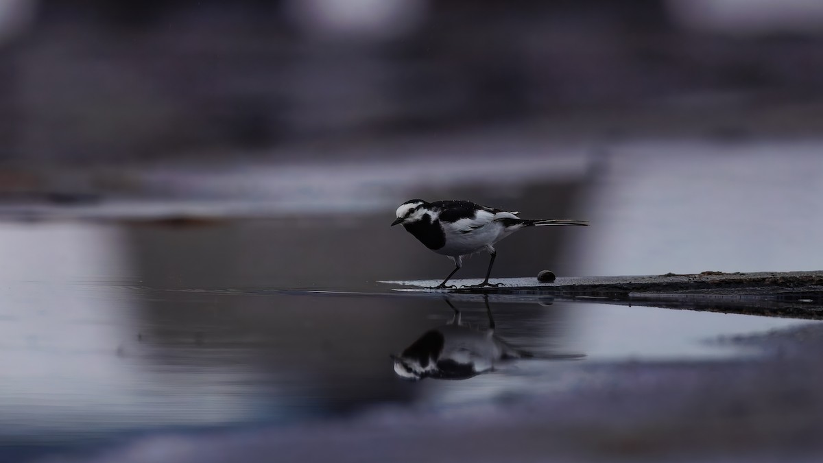 White Wagtail - ML645811106