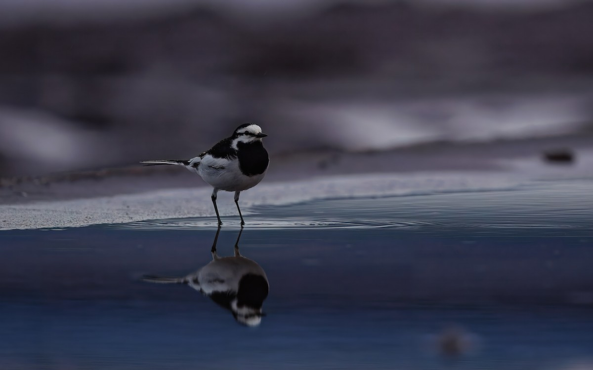 White Wagtail - ML645811107