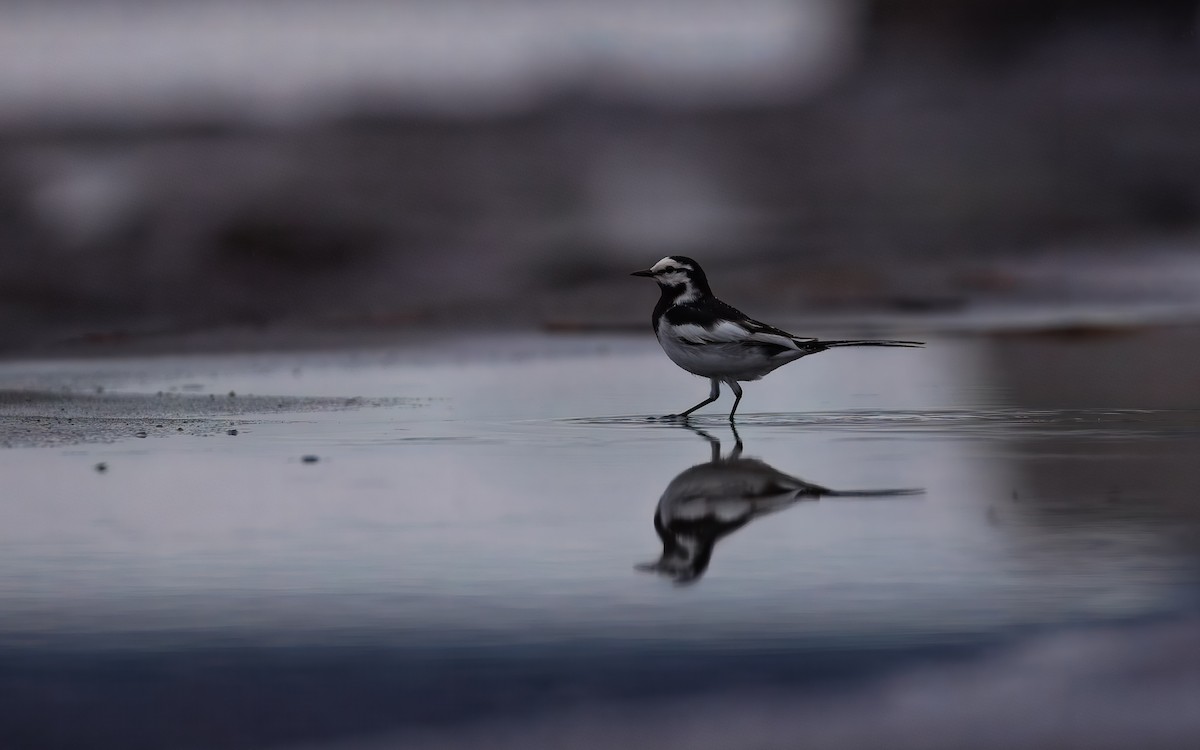 White Wagtail - ML645811108