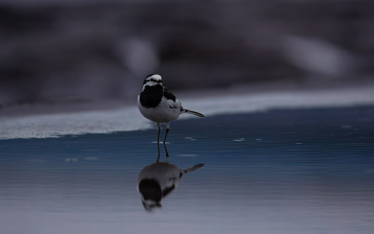 White Wagtail - ML645811109