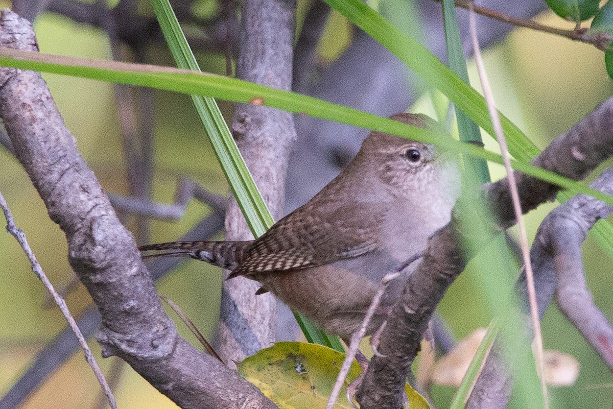 Northern House Wren - ML645811116