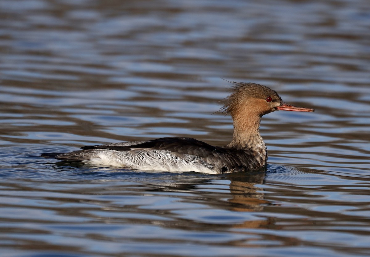 Red-breasted Merganser - ML645811122
