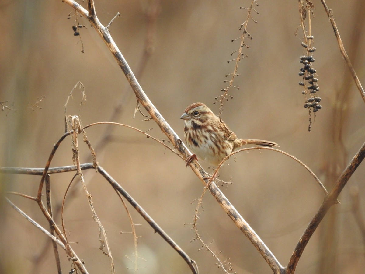 Song Sparrow - ML645811123