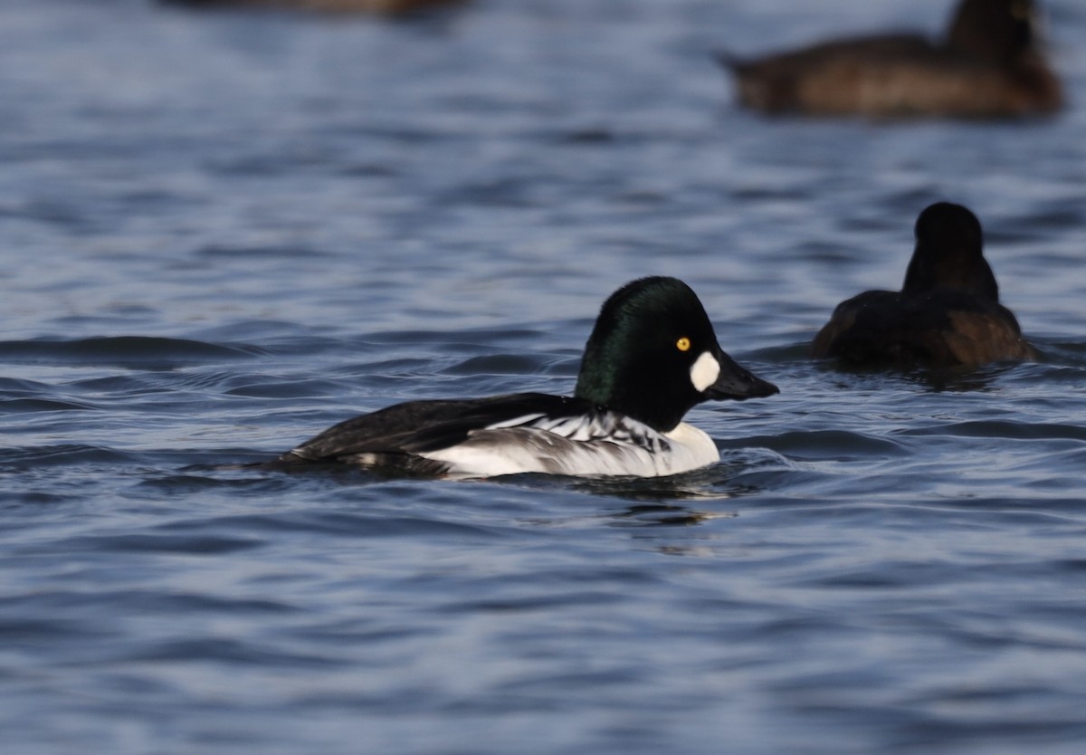Common Goldeneye - ML645811129