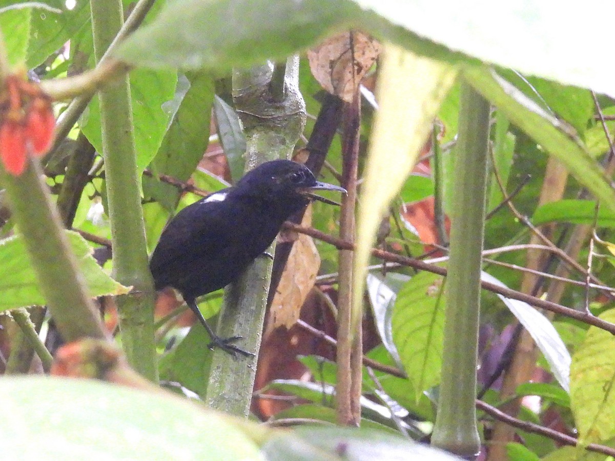 Stub-tailed Antbird - ML645811137