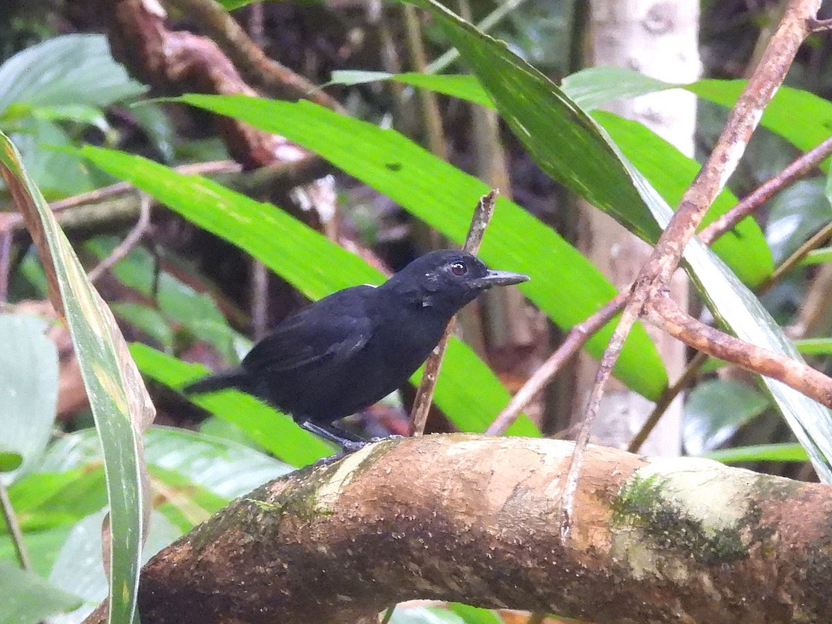 Stub-tailed Antbird - ML645811138