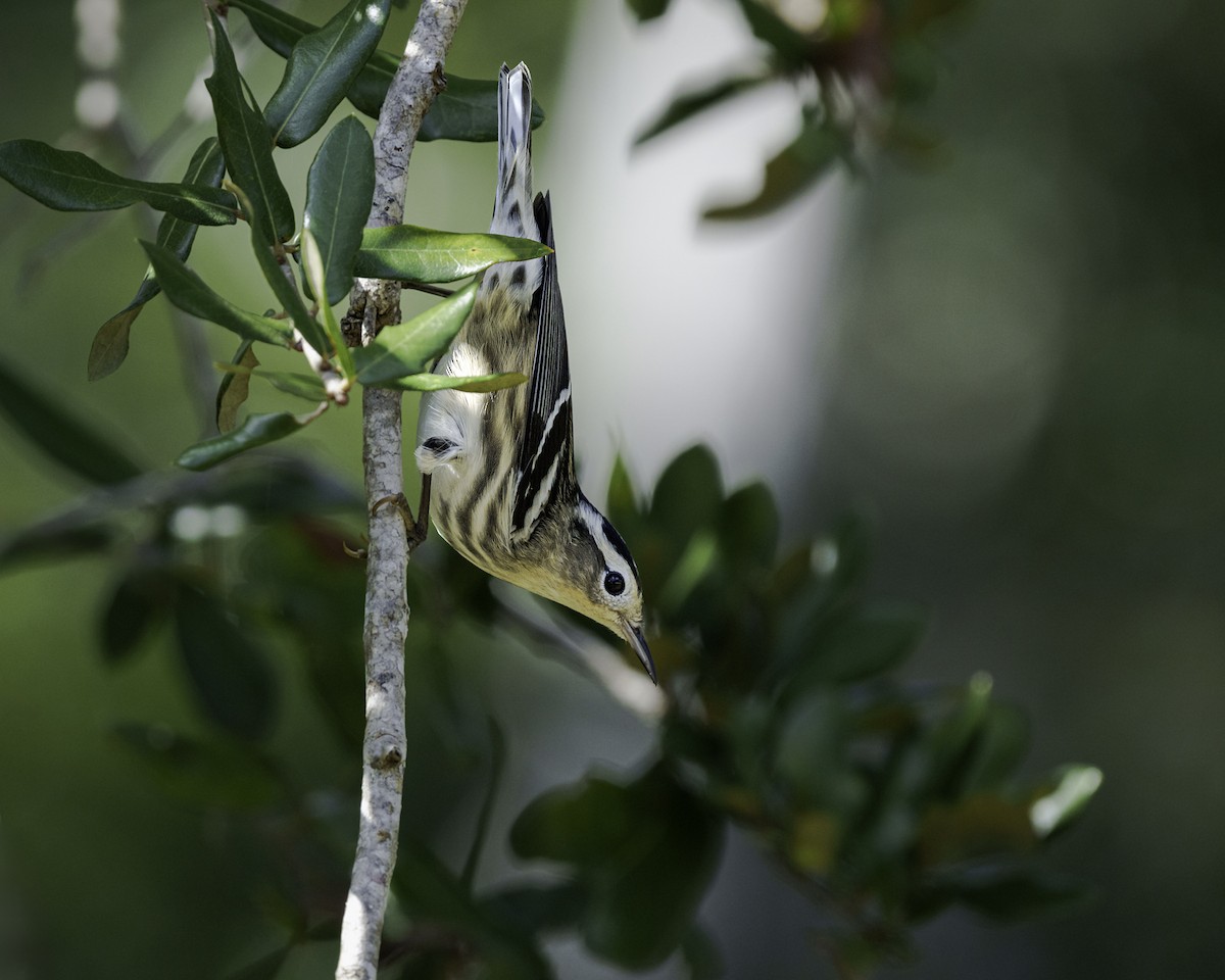Black-and-white Warbler - ML645811141