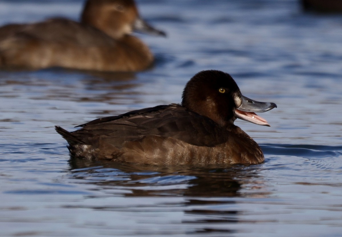 Greater Scaup - ML645811142