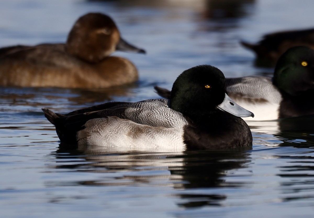 Greater Scaup - ML645811143