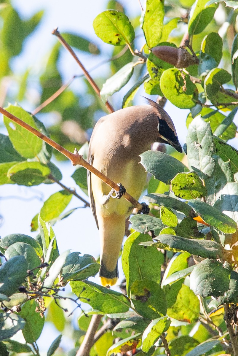 Sedir İpekkuyruğu - ML645811144