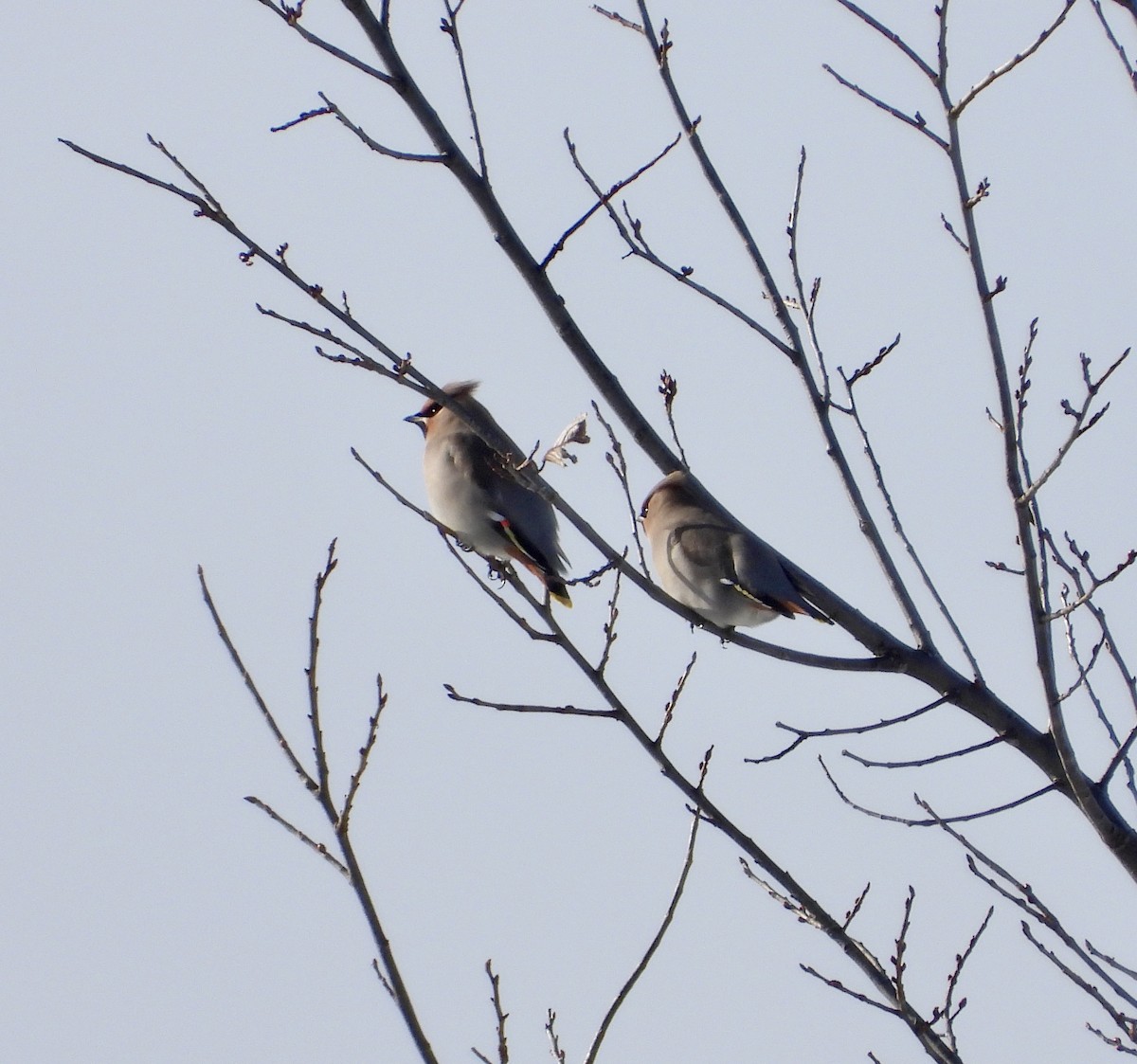 Bohemian Waxwing - ML645811146