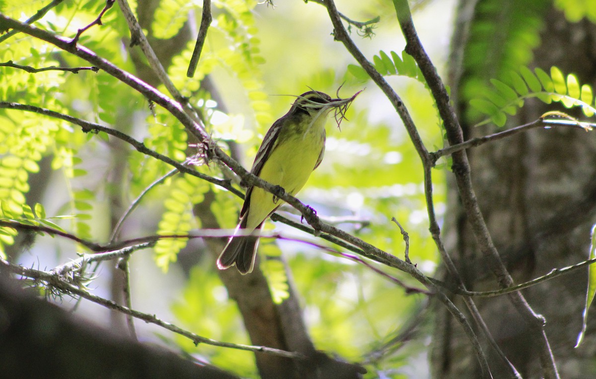 Yellow-browed Tyrant - ML645811149