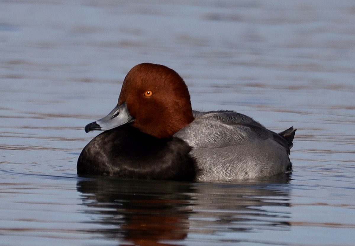 Redhead - ML645811150