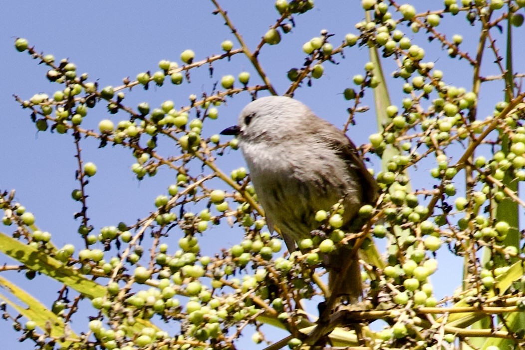 Whitehead - ML645811157