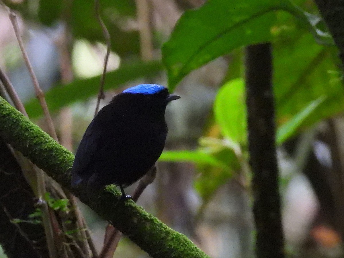 Velvety Manakin - ML645811159