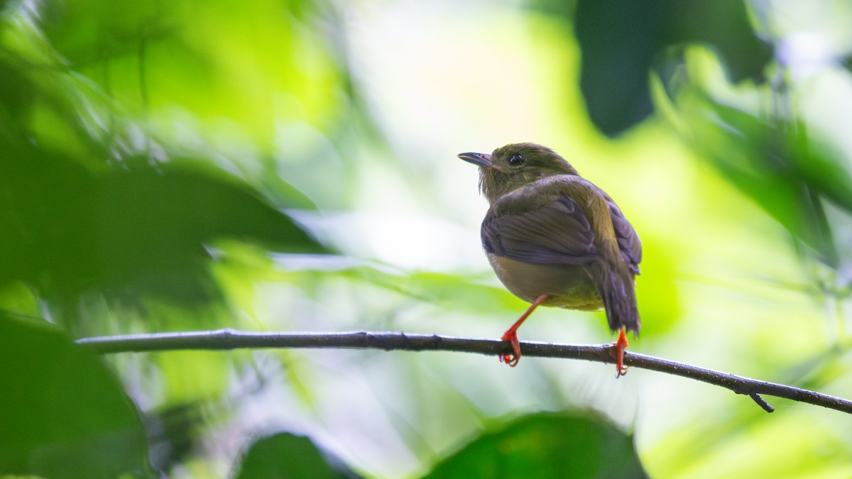 White-collared Manakin - ML645811160