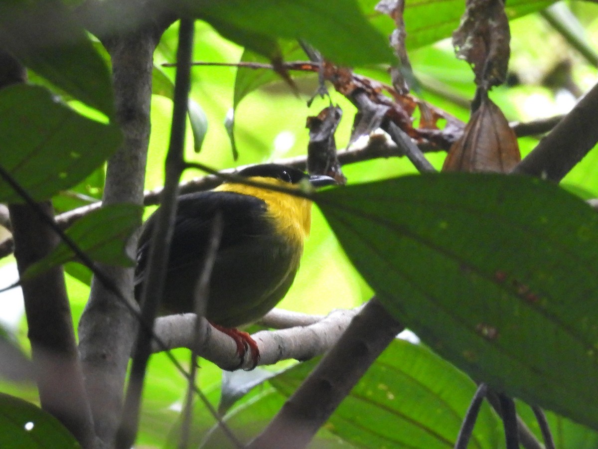 Golden-collared Manakin - ML645811167