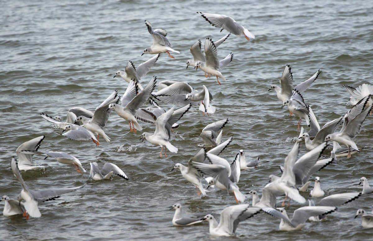 Gabbiano di Bonaparte - ML645811176