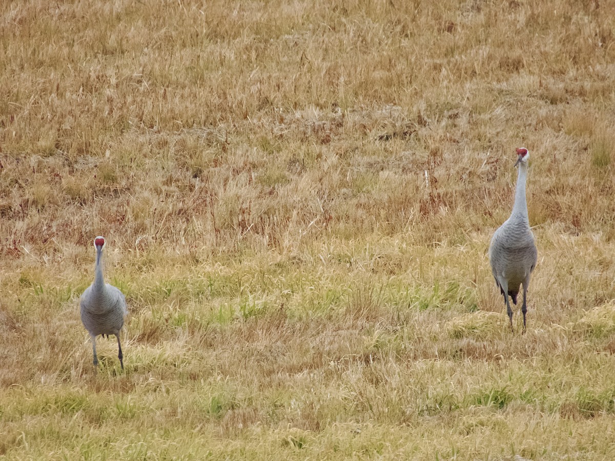 Grue du Canada - ML645811178