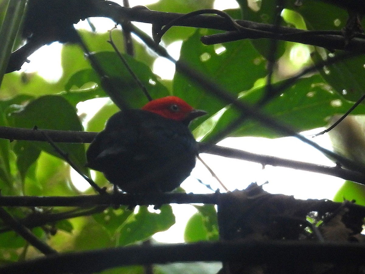 Red-capped Manakin - ML645811179