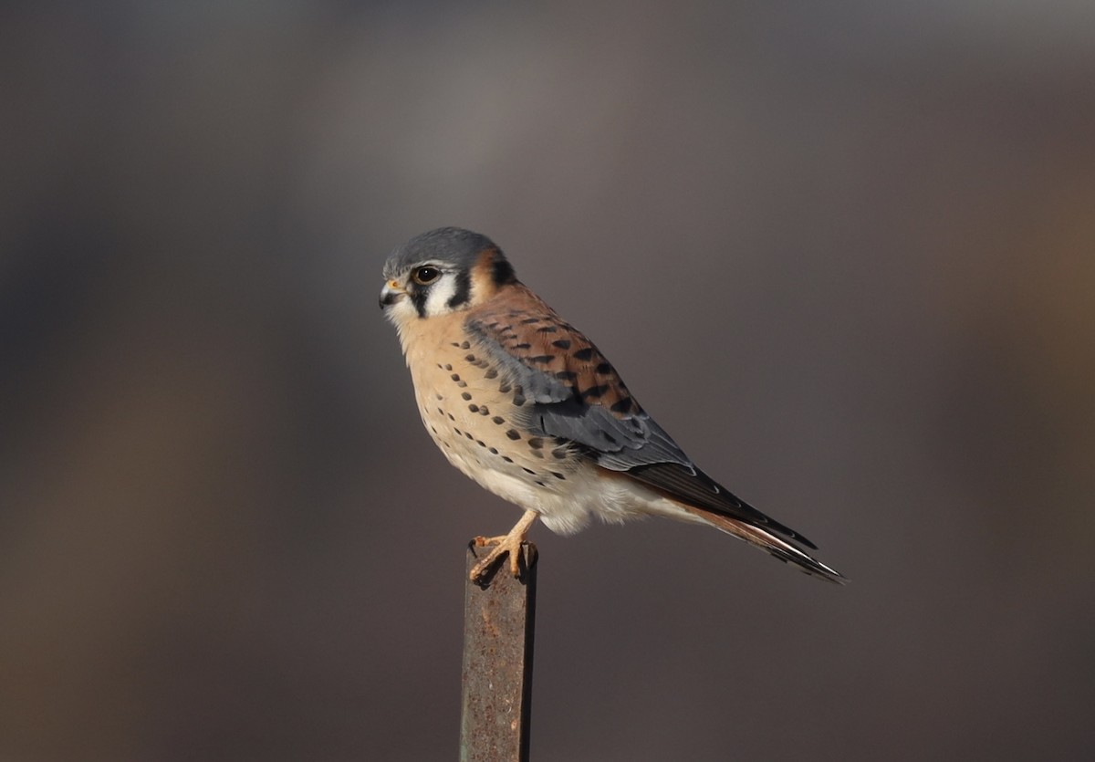 American Kestrel - ML645811182