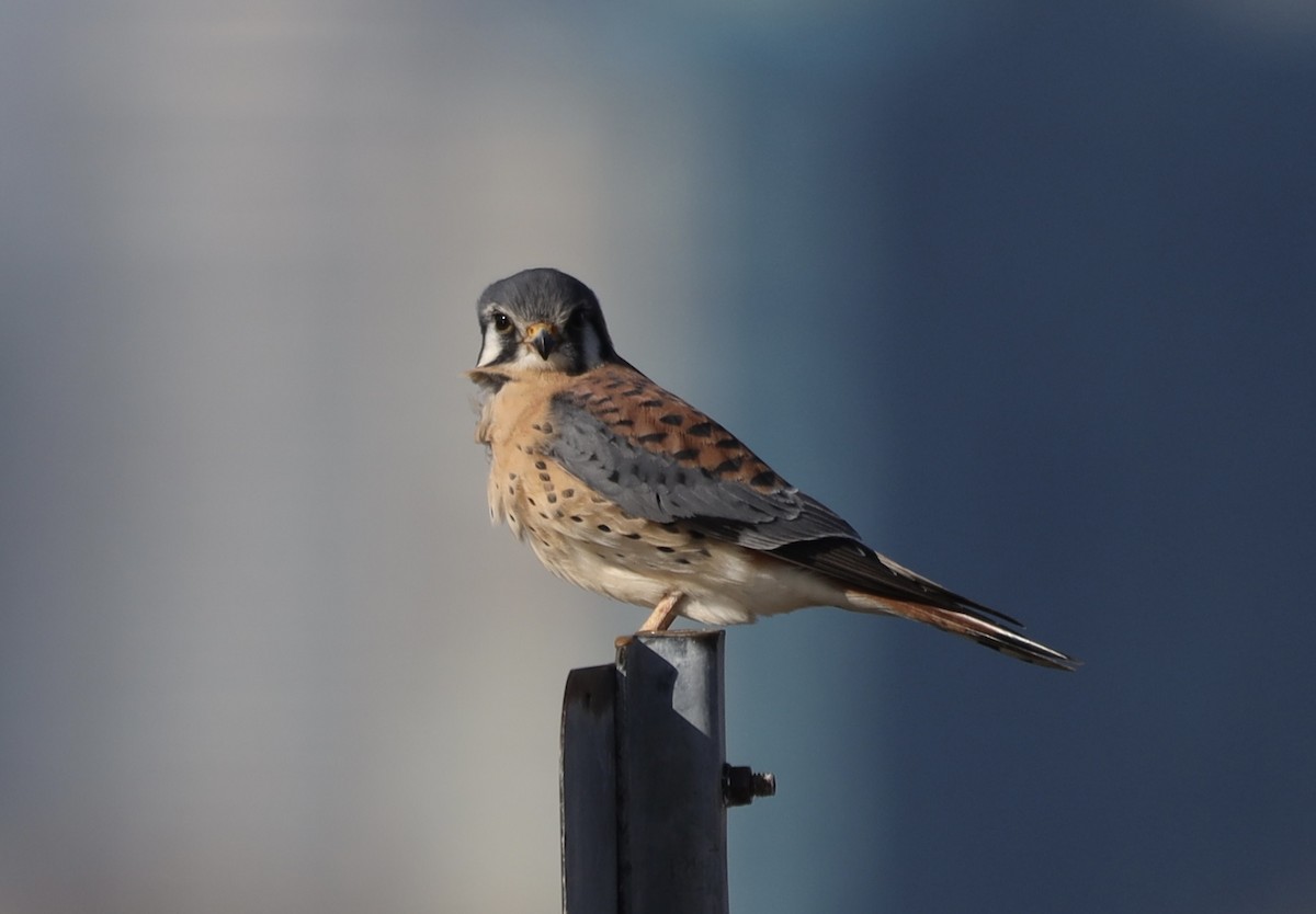 American Kestrel - ML645811183