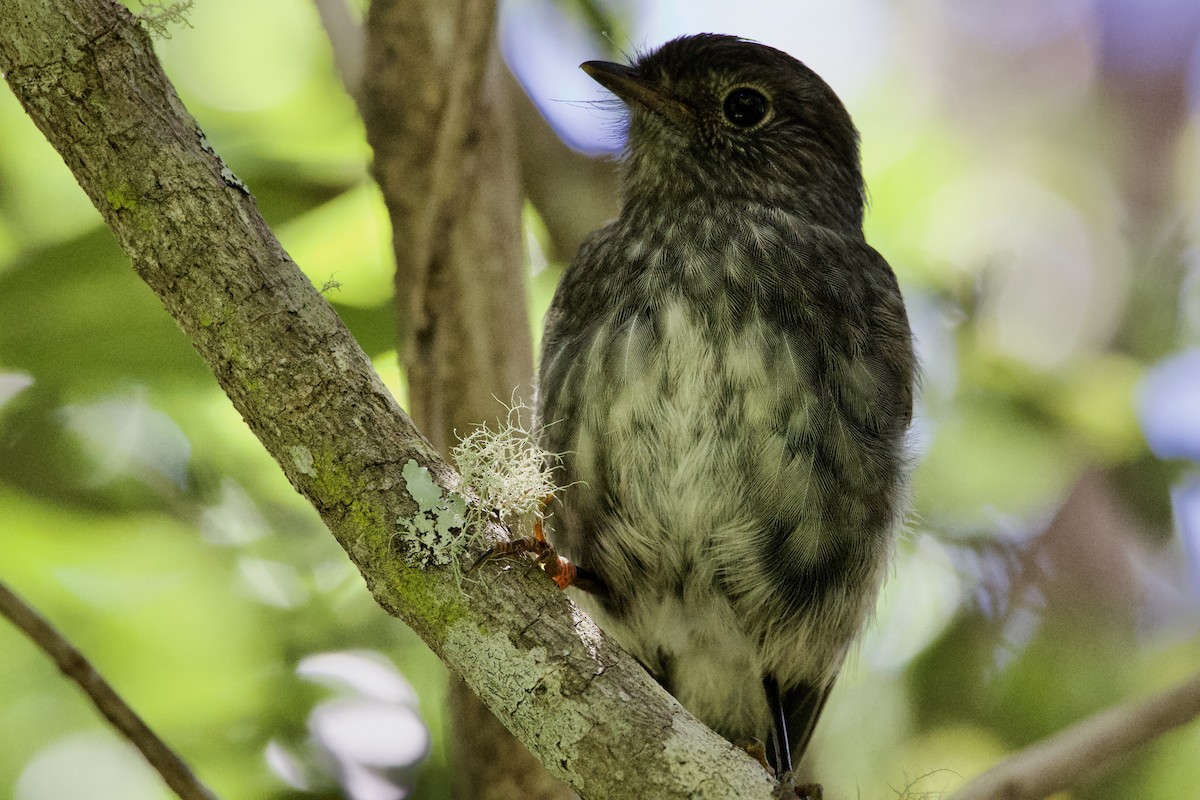 North Island Robin - ML645811185