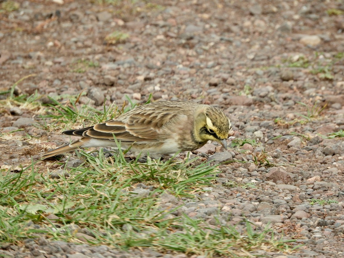 Alondra Cornuda - ML645811214