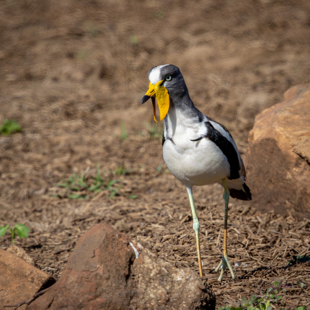 White-crowned Lapwing - ML645811220