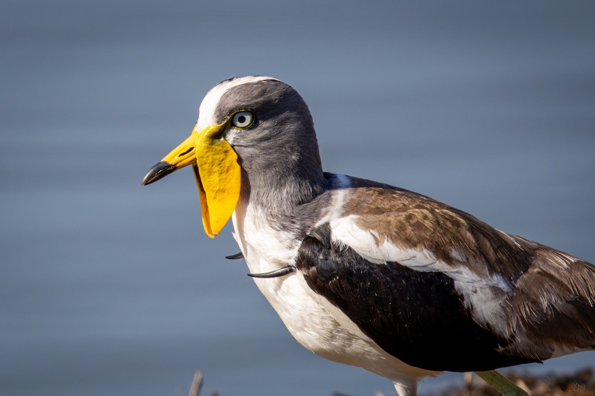 White-crowned Lapwing - ML645811221